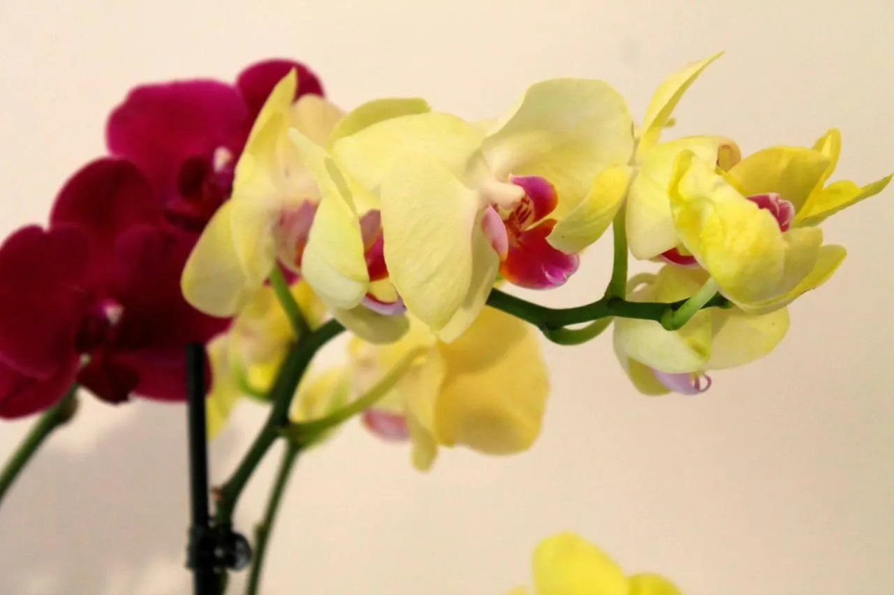 B&B Le Orchidee Alghero